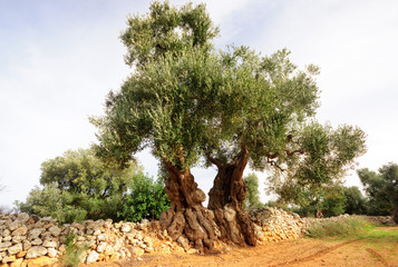 Ulivi secolari Puglia © Samuele Gallini