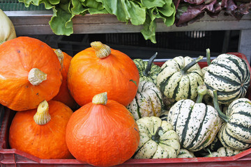 Courges différentes