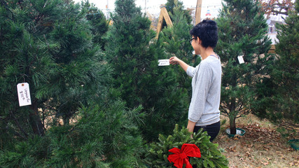 Christmas Tree Lot © Kalani
