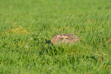 European hare (Lepus europaeus) in a field of grass.