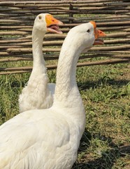 Two white goose