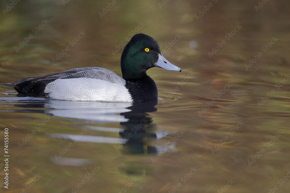 Wall mural Greater scaup, Aythya marila