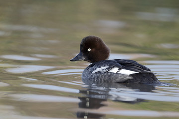 Goldeneye, Bucephala clangula