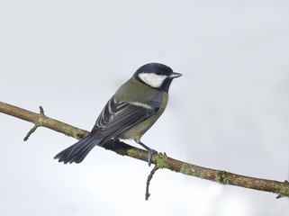 Great tit, Parus major