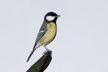 Obraz premium Great tit, Parus major