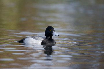 Greater scaup, Aythya marila