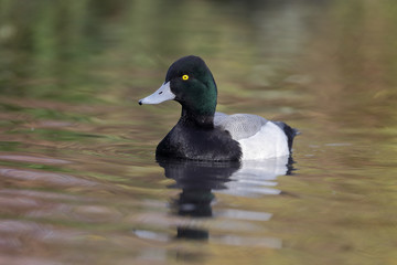 Greater scaup, Aythya marila