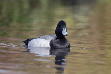 Greater scaup, Aythya marila