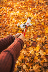 Closeup on young woman holding dog on leash outdoors in autumn