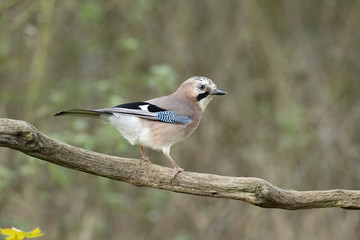 Fototapeta premium Jay, Garrulus glandarius