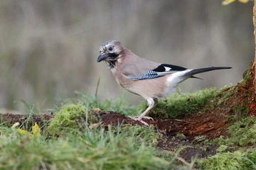 Jay, Garrulus glandarius