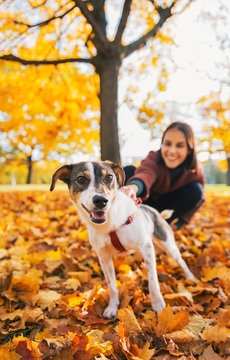 Closeup On Dog On Leash Pulling Young Woman Outdoors In Autumn