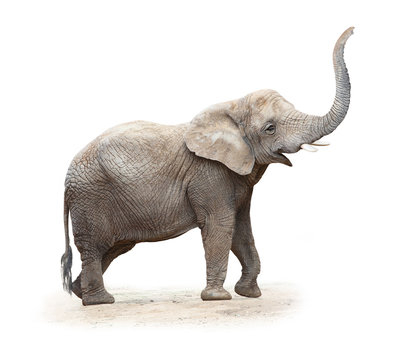 Fototapeta Young female of The African elephant (Loxodonta africana).