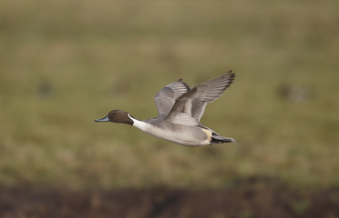 Northern pintail, Anas acuta