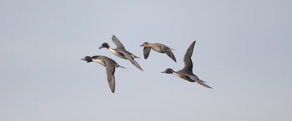 Northern pintail, Anas acuta