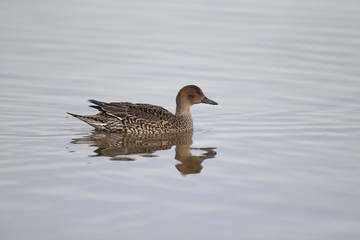 Northern pintail, Anas acuta