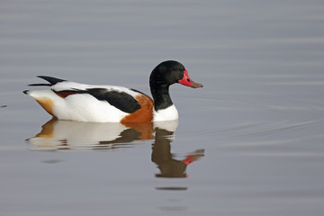 Shelduck, Tadorna tadorna