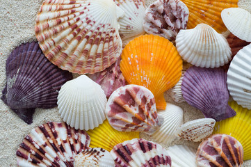 sea shells background