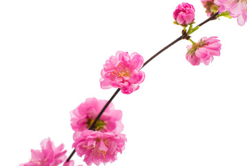 Naklejka na ściany i meble Spring cherry tree blossoms