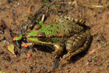 frog, photo on the nature