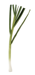 Green garlic isolated on white background
