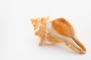 tropical shell