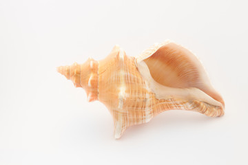 tropical shell