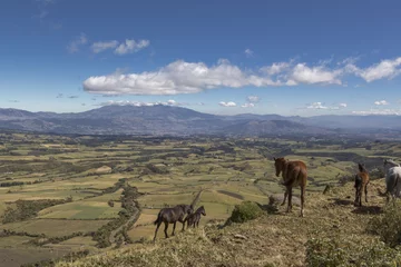 Foto op Canvas Landscape of Quito, Ecuador, with Pichincha volcano and horses © robscri