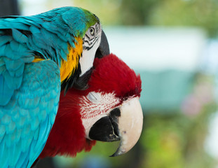 parrots