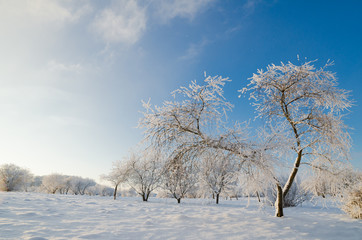 trees covered with hoarfrost against the blue sky