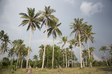 Fototapeta na wymiar Palm trees,cloudy sky, rainbow
