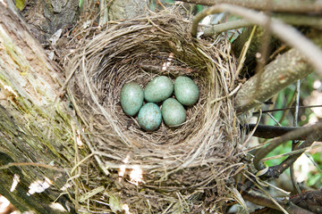 Nest with eggs. Turdus merula, Blackbird.
