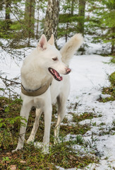 White dog husky in a winter forest