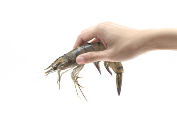 Raw Black Tiger Shrimp in hands isolated on white background