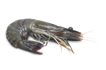 Raw black tiger shrimp on white background