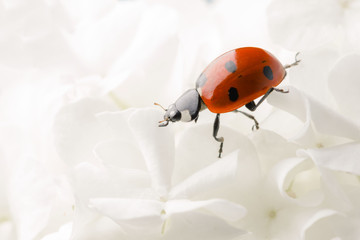 Nice ladybug on big white blossom