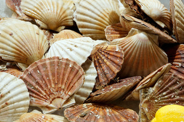 Jacobsmuscheln auf dem Markt