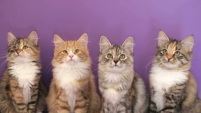 Siberian breed cat on background.