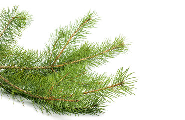 The image of a branch of the pine