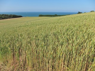 Wheat field