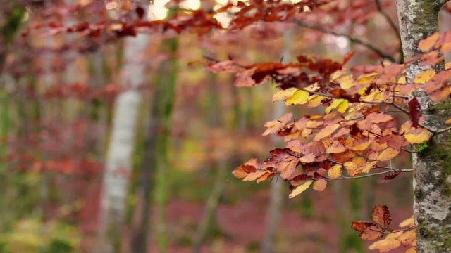 Beech Forest with Falling Leaves in Fall