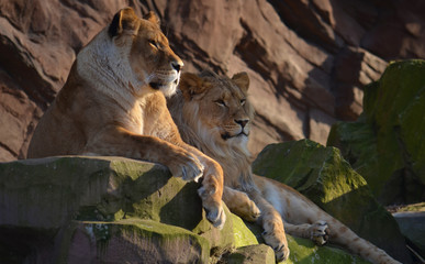 Naklejka premium Pair of lions is resting on the piece of rock
