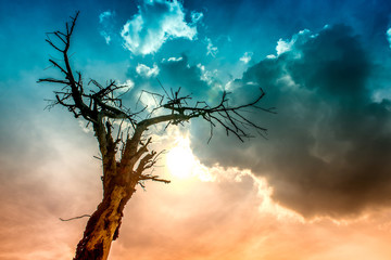 tree burned by lightning under threatening clouds