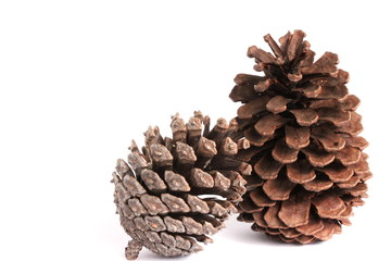 Pine Corn on White Background