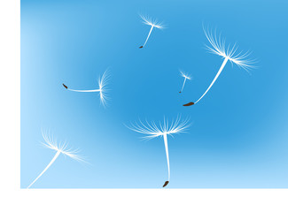 Vector dandelion seeds blown in the wind