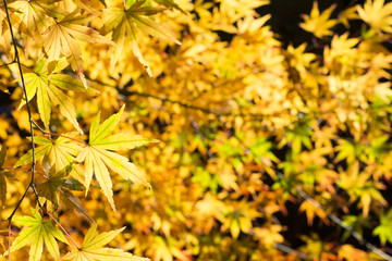 イロハカエデの黄葉のアップ