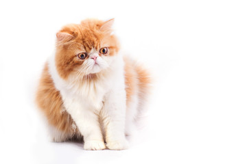 Persian cat on white background