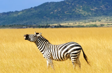 Zebra on the Masai Mara in Africa