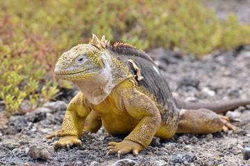 Galapagos land iguana リクイグアナ