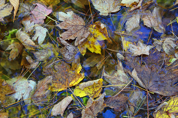 Leaf in the autumn water